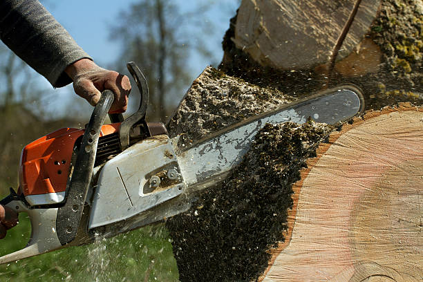 The Steps Involved in Our Tree Care Process in North Haverhill, NH